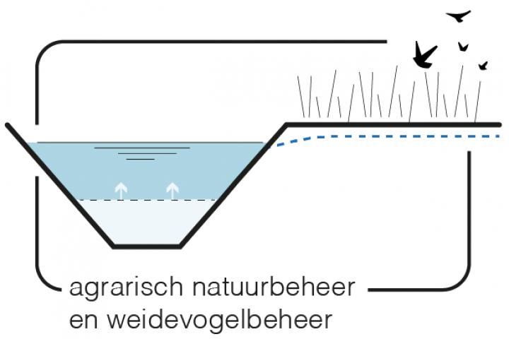 Maatregel 7 Agrarisch natuurbeheer en weidevogelbeheer